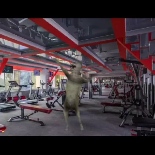 🐺