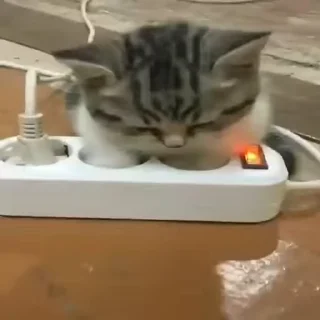 🐈