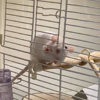 🐀