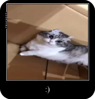 🌟