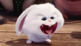 🐰