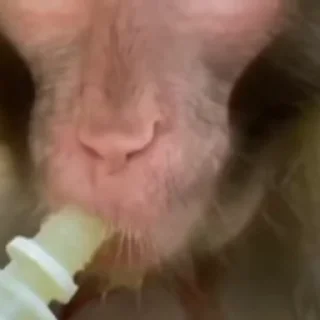 🐵