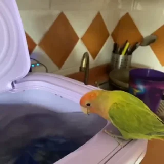 🤩