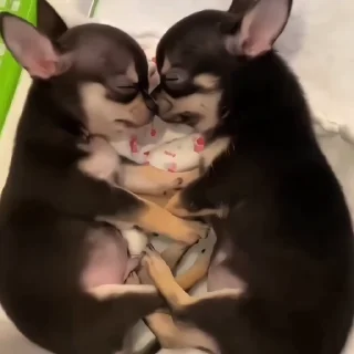 🐶