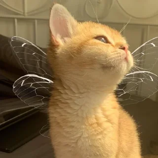 🐈