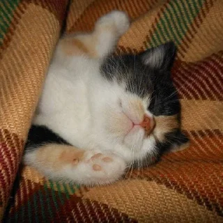 😴