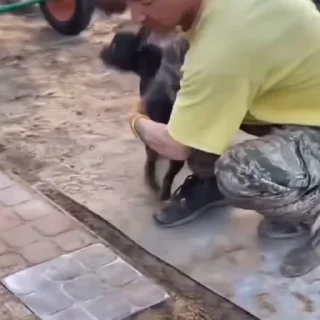 🐩