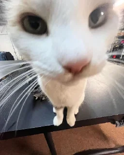 🐱