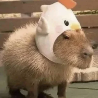 🐤