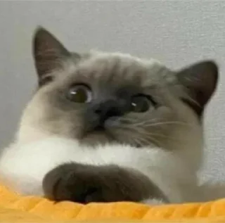 🪡
