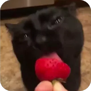 🤩