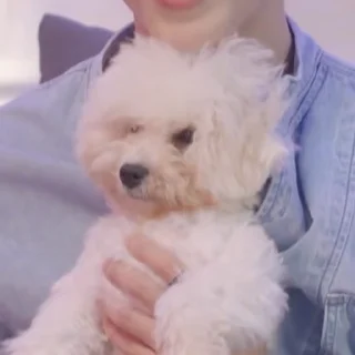 🐶