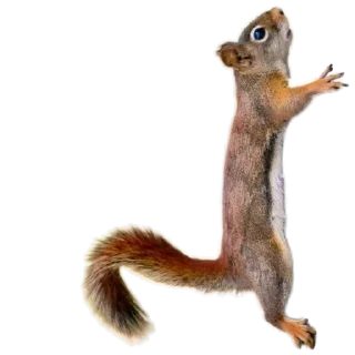 🐿️