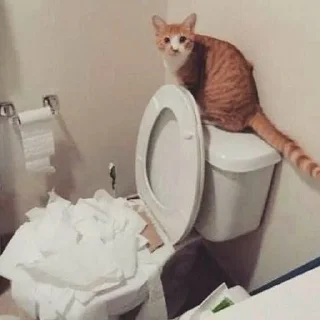 🧻