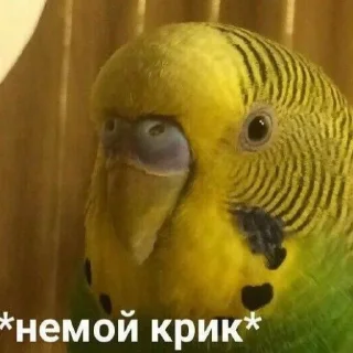 😶
