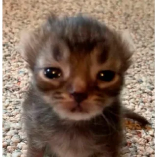 🥺