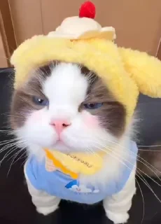 🌟