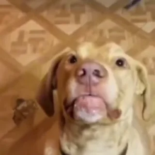 🐕