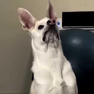 🐾