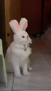 🐰