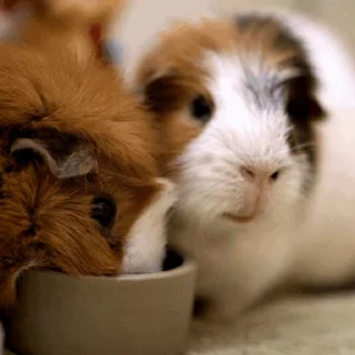 🐹