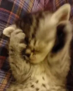🙈