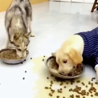 🐕