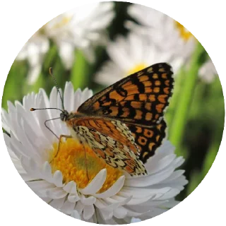🦋