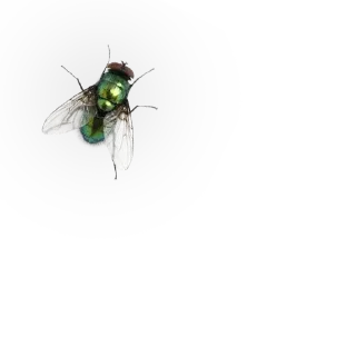 🐝