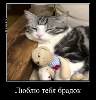 😻