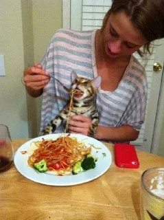 🐱