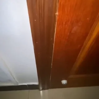 🐈
