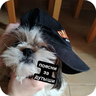 🐶