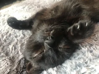💤