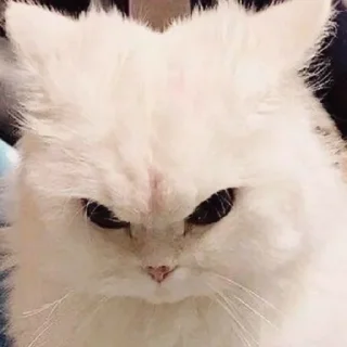 🐈