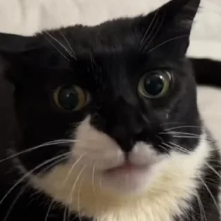 🥺