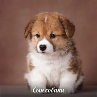 🐶