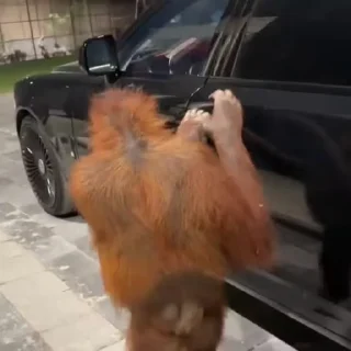 🌟