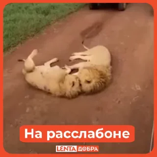 💤