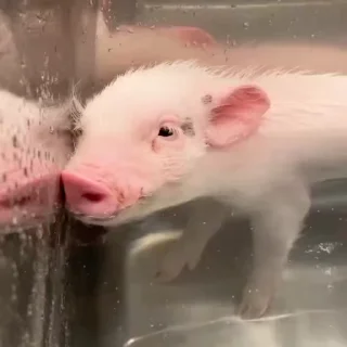 🐽