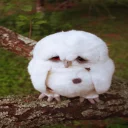 🦉
