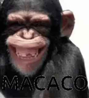 🐵