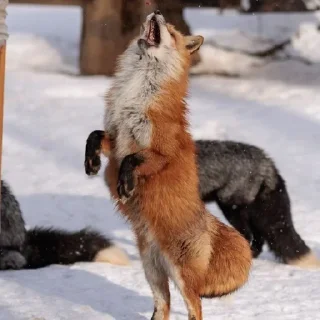 🕺
