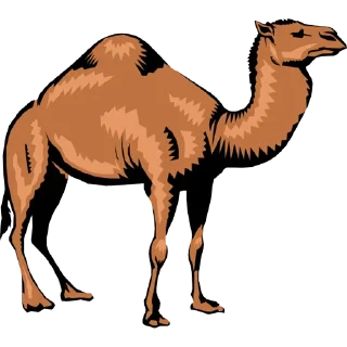 🐪