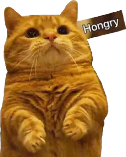 🍽