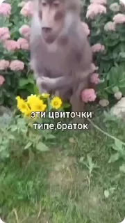 🌹