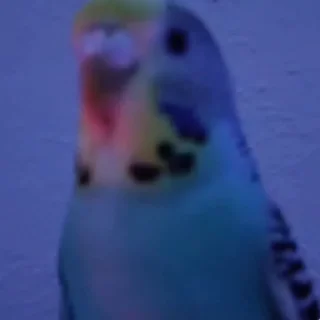 🦜