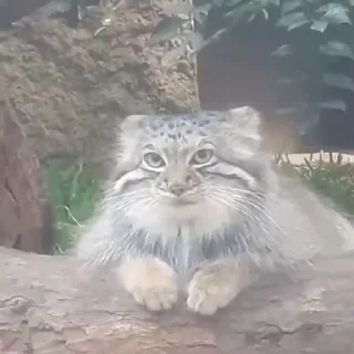 🥱