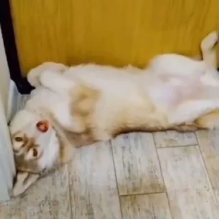 🌟