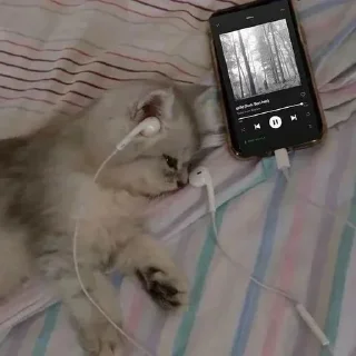 🎧
